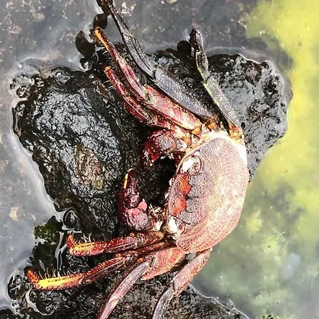 Galletas Vista Al Mar Con Wifi Appartement *